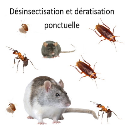 Ponctuel dératisation et désinsectisation