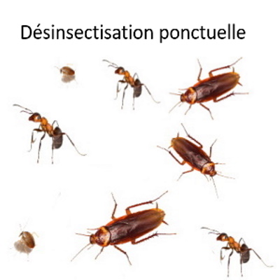 Intervention Ponctuelle de désinsectisation